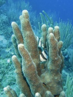 10 Banded Butterflyfish IMG 3649